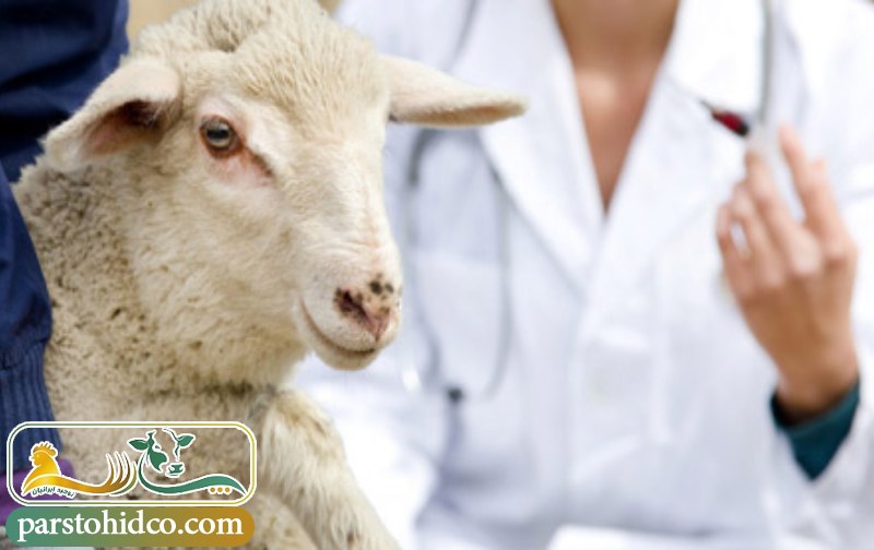 مراحل ایجاد و پیشرفت آبله گوسفندی 